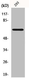 Western Blot analysis of 293 cells using KV1.5 Polyclonal Antibody