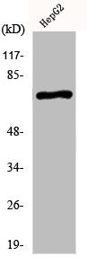 Western Blot analysis of HepG2 cells using KV3.2 Polyclonal Antibody