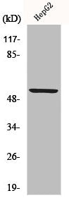 Western Blot analysis of HepG2 cells using KV9.2 Polyclonal Antibody