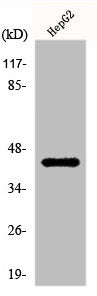 Western Blot analysis of HepG2 cells using KVβ.3 Polyclonal Antibody
