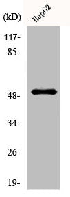 Western Blot analysis of HepG2 cells using Lad Polyclonal Antibody