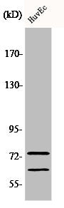 Western Blot analysis of HepG2 cells using Lamin A/C Polyclonal Antibody