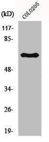 Western Blot analysis of mouse COLO205 cells using Lamin B1 Polyclonal Antibody