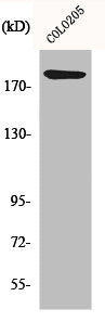 Western Blot analysis of 293 cells using Laminin α-4 Polyclonal Antibody