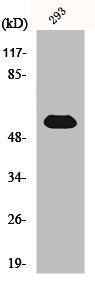 Western Blot analysis of HeLa cells using LAP1B Polyclonal Antibody