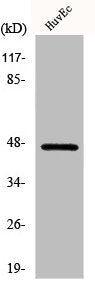 Western Blot analysis of Jurkat cells using LASS4 Polyclonal Antibody