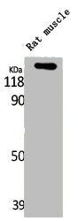 Western Blot analysis of RAT-MUSCLE cells using LATS1/2 Polyclonal Antibody