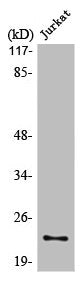 Western Blot analysis of HepG2 cells using LDLRAD1 Polyclonal Antibody