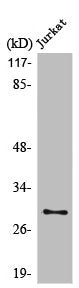 Western Blot analysis of NIH-3T3 cells using LDLRAD2 Polyclonal Antibody