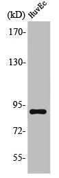 Western Blot analysis of HuvEc cells using LGR6 Polyclonal Antibody