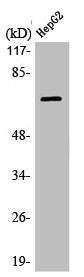 Western Blot analysis of HuvEc cells using LIMK-2 Polyclonal Antibody