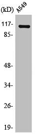 Western Blot analysis of HuvEc cells using Liprin β1 Polyclonal Antibody