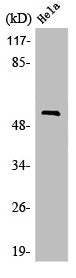 Western Blot analysis of MCF7 cells using LIR-6 Polyclonal Antibody