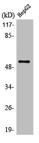 Western Blot analysis of HepG2 cells using LIR-7 Polyclonal Antibody