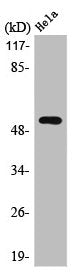 Western Blot analysis of HeLa cells using LKB1 Polyclonal Antibody