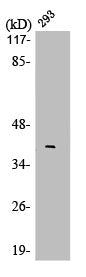 Western Blot analysis of 293 cells using LMO4 Polyclonal Antibody