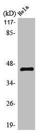 Western Blot analysis of Hela cells using LPAAT-δ Polyclonal Antibody