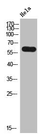 Western Blot analysis of hela cells using LRG1 Polyclonal Antibody