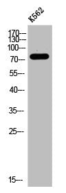 Western Blot analysis of K562 cells using LRRC41 Polyclonal Antibody