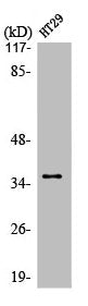 Western Blot analysis of HT29 cells using LTB4DH Polyclonal Antibody