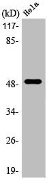 Western Blot analysis of HepG2 cells using LTβR Polyclonal Antibody