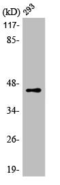 Western Blot analysis of HuvEc cells using LUC7L2 Polyclonal Antibody