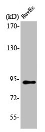 Western Blot analysis of HuvEc cells using LUCA15 Polyclonal Antibody