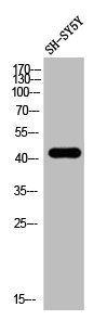 Western Blot analysis of SH-SY5Y cells using LYAR Polyclonal Antibody