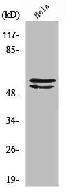 Western Blot analysis of HeLa cells using Lyn Polyclonal Antibody