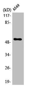 Western Blot analysis of A549 cells using mAChR M4 Polyclonal Antibody