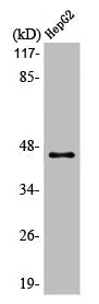 Western Blot analysis of HepG2 cells using MAGE-1 Polyclonal Antibody