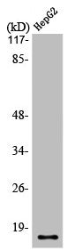 Western Blot analysis of HepG2 cells using Mammaglobin B Polyclonal Antibody