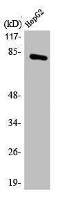 Western Blot analysis of HepG2 cells using MARCKS Polyclonal Antibody