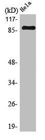 Western Blot analysis of HeLa cells using MARK1/2/3/4 Polyclonal Antibody
