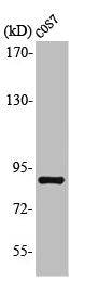 Western Blot analysis of COS7 cells using MARK1/2/3/4 Polyclonal Antibody
