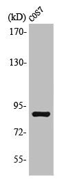 Western Blot analysis of COS7 cells using MARK2 Polyclonal Antibody