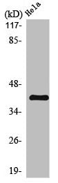 Western Blot analysis of HeLa cells using Maspin Polyclonal Antibody