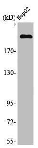 Western Blot analysis of 293 cells using MAST205 Polyclonal Antibody