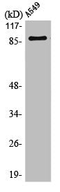 Western Blot analysis of A549 cells using Matriptase Polyclonal Antibody