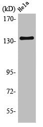 Western Blot analysis of HeLa cells using MaxiKα Polyclonal Antibody