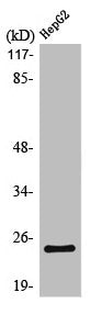Western Blot analysis of HepG2 cells using MaxiKβ Polyclonal Antibody