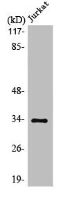 Western Blot analysis of Jurkat cells using MBD3 Polyclonal Antibody