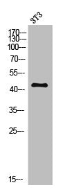 Western Blot analysis of 3T3 cells using MC5-R Polyclonal Antibody