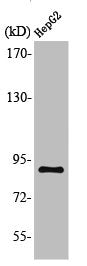 Western Blot analysis of HepG2 cells using M-cadherin Polyclonal Antibody