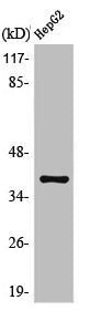 Western Blot analysis of HepG2 cells using Mcl-1 Polyclonal Antibody