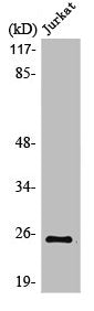 Western Blot analysis of Jurkat cells using MDFI Polyclonal Antibody