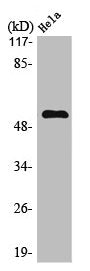 Western Blot analysis of HeLa cells using MEF-2 Polyclonal Antibody