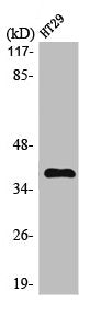 Western Blot analysis of HT29 cells using MEF-2B Polyclonal Antibody