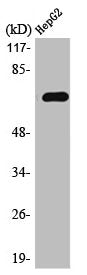 Western Blot analysis of HepG2 cells using MEK Kinase-3 Polyclonal Antibody