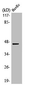 Western Blot analysis of HuvEc cells using MEK-1 Polyclonal Antibody